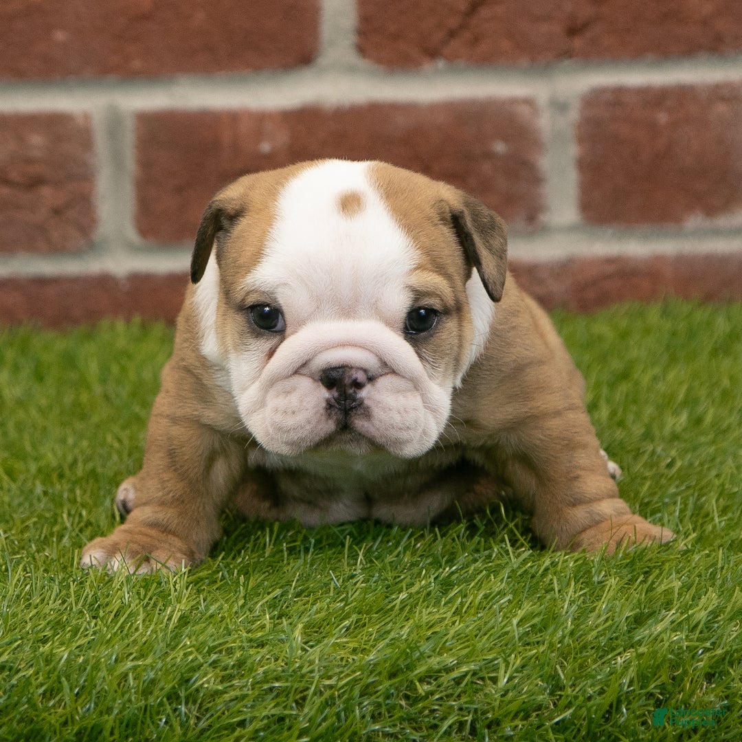 English Bulldog dogs for sale: Buster - Ad 4