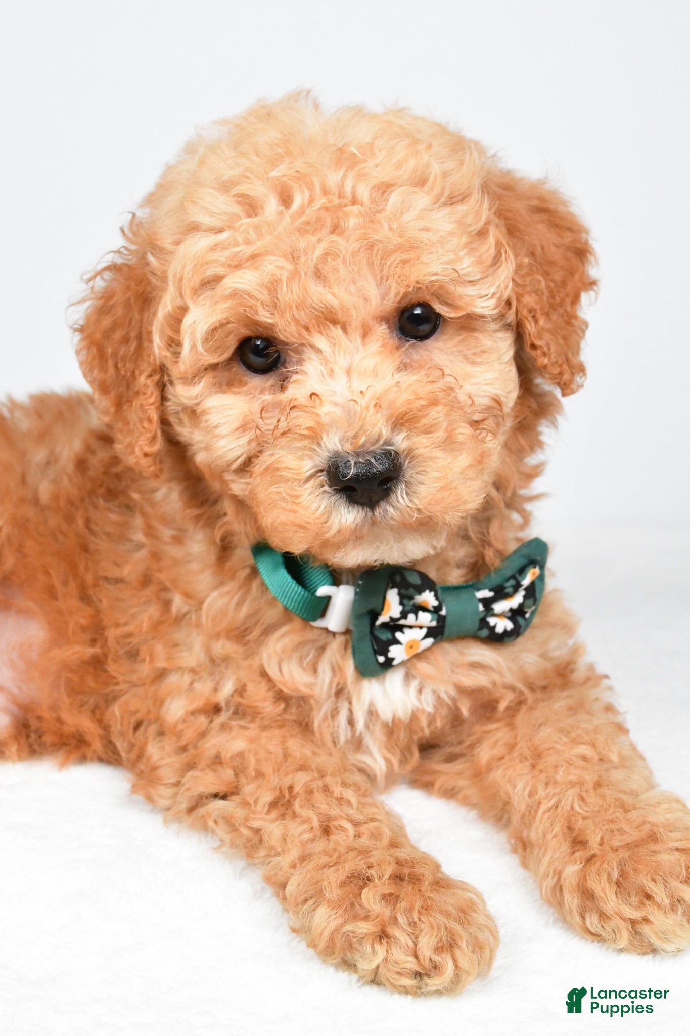 Miniature Poodle dogs Alex - Ad 2