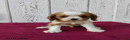 Cavalier King Charles Spaniel dogs for sale: Peanut - Ad 1