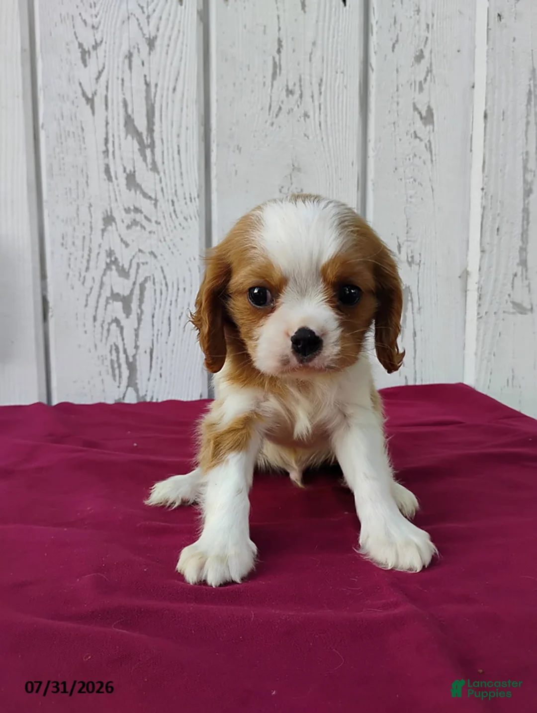 Cavalier King Charles Spaniel dogs for sale: Peanut - Ad 1
