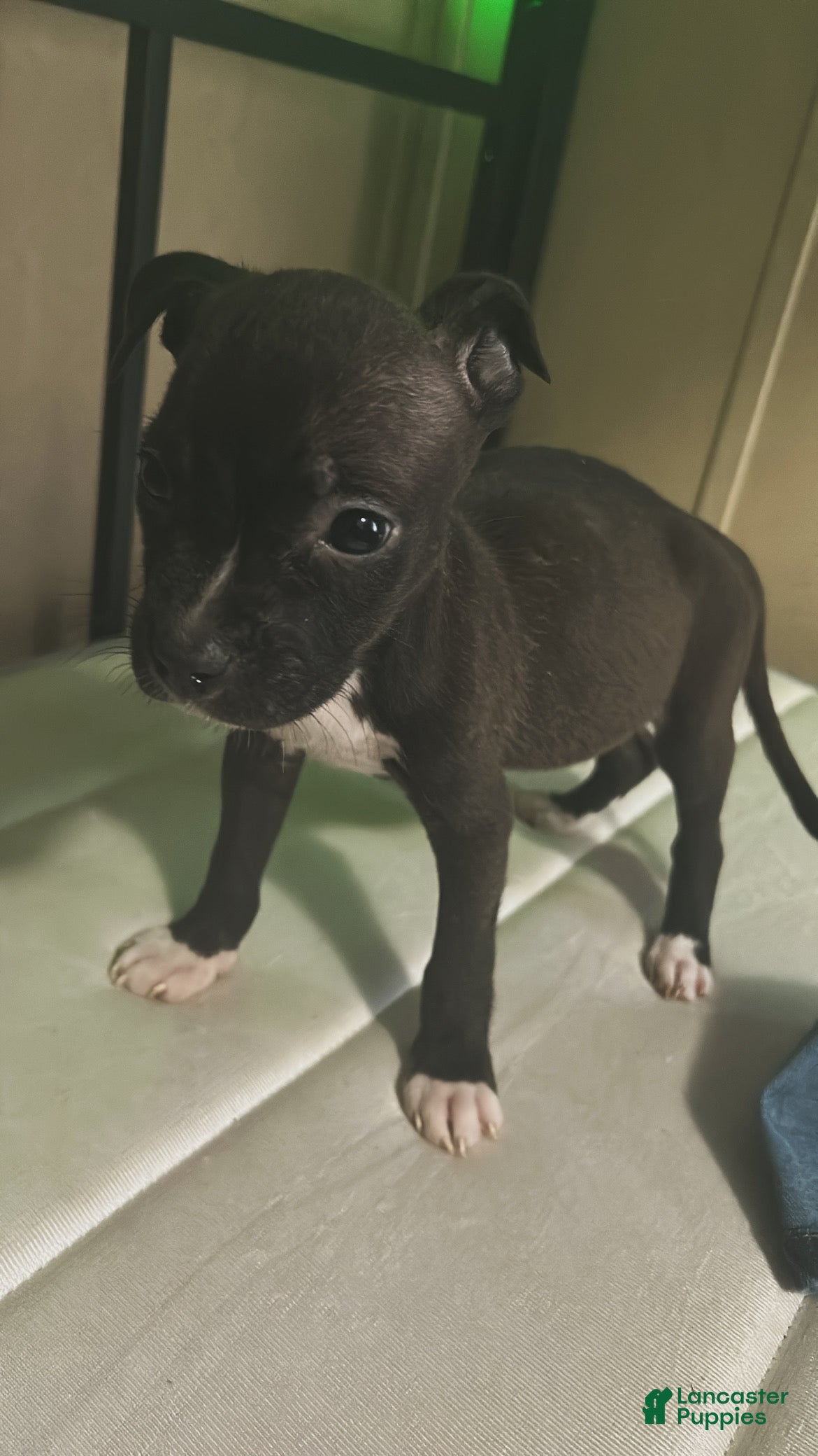 Mixed Breed dogs Mixed Breed 3 - Ad 2