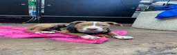 American Bully dogs for sale: American Bully 1 - Ad 2