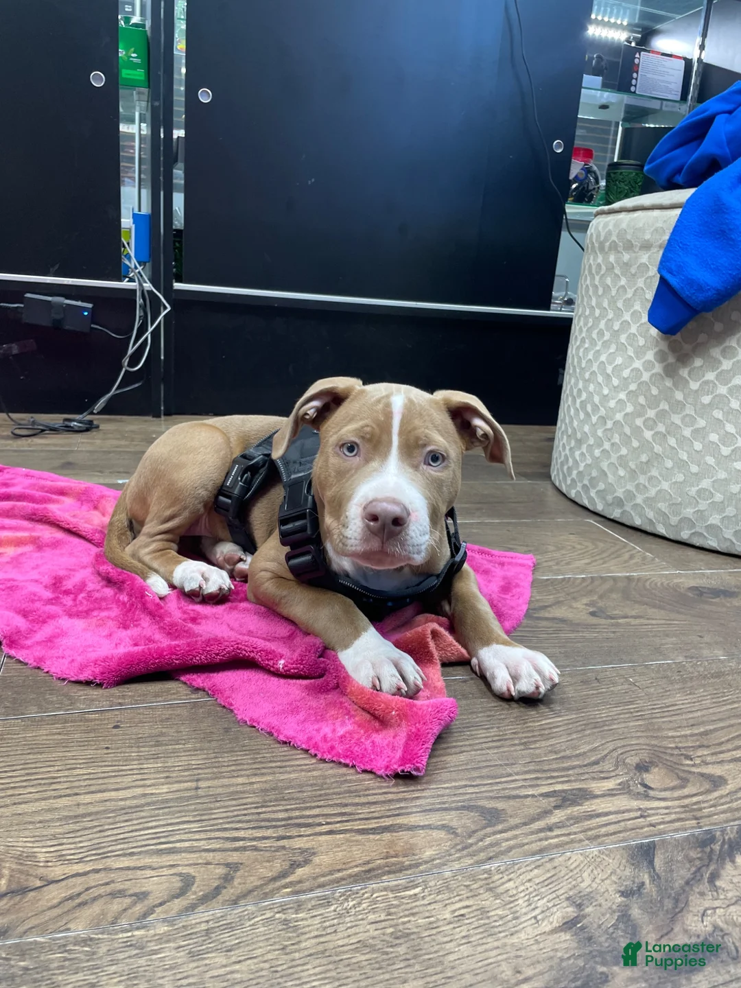 American Bully dogs for sale: American Bully 1 - Ad 2