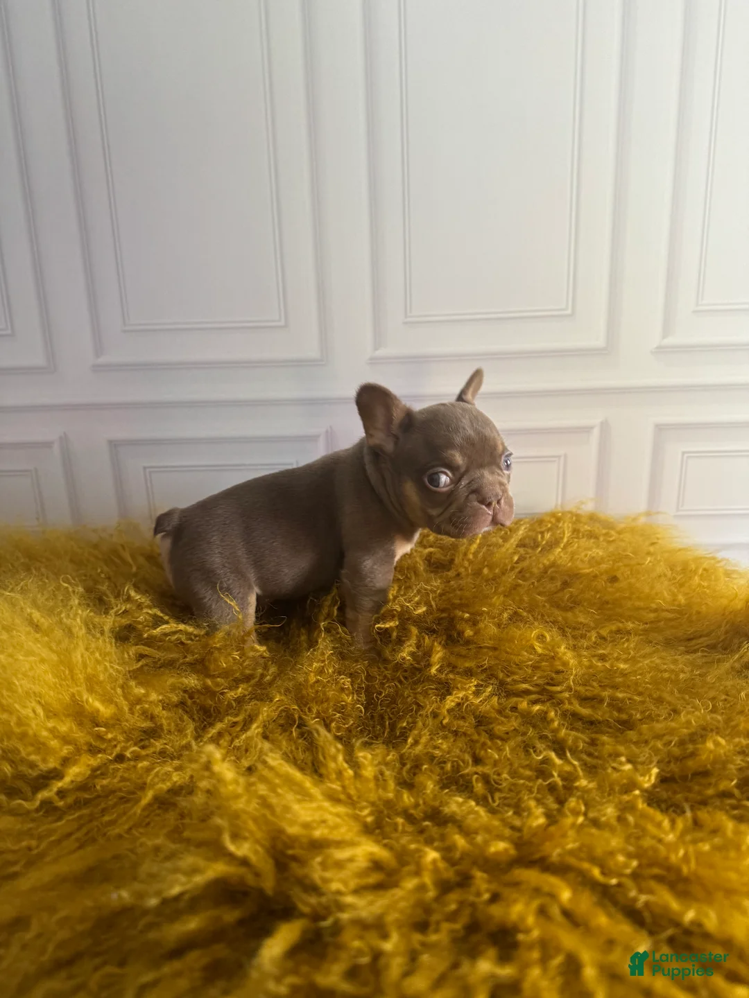 French Bulldog dogs for sale: DEVIL WEARS PRADA - Ad 2