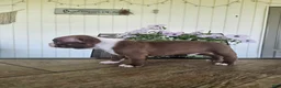 Boston Terrier dogs for sale: Alfie - Ad 7
