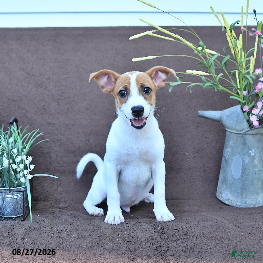 Jack Russell Terrier dogs Archie - Ad 1