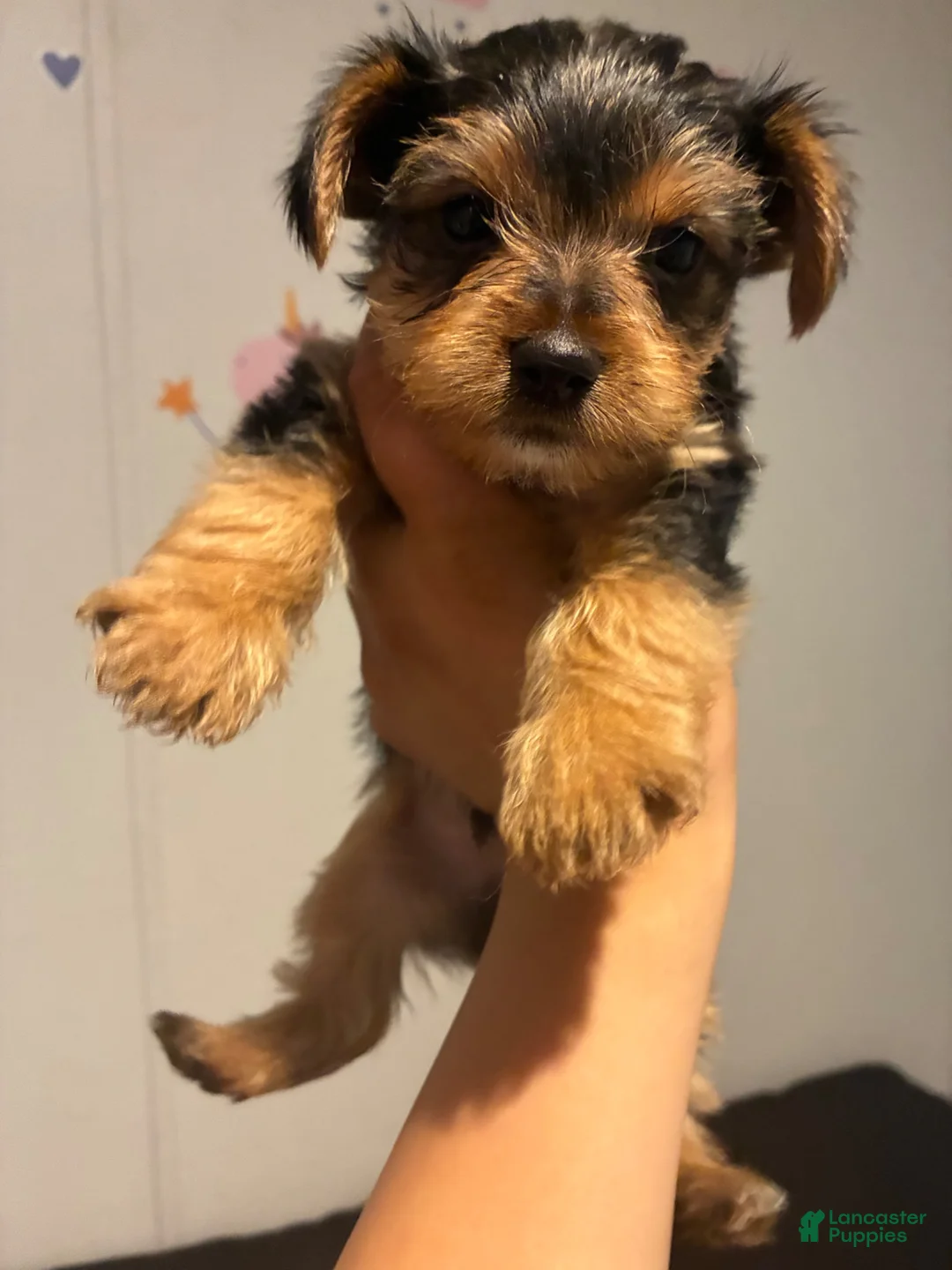 Yorkiepoo dogs for sale: Yorkiepoo 3 - Ad 1