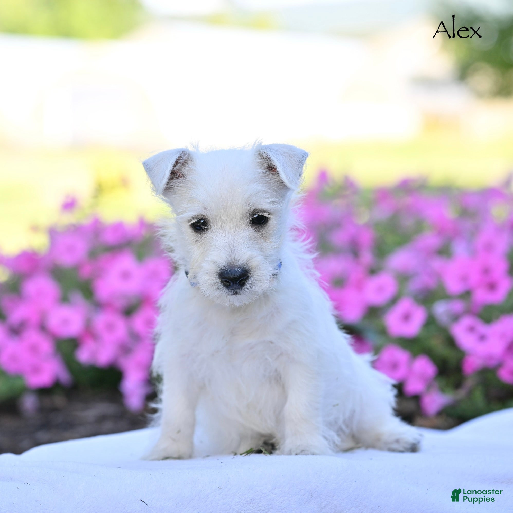 West Highland Terrier dogs Alex - Ad 2