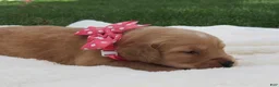 Golden Retriever dogs for sale: LIVIA - Ad 5