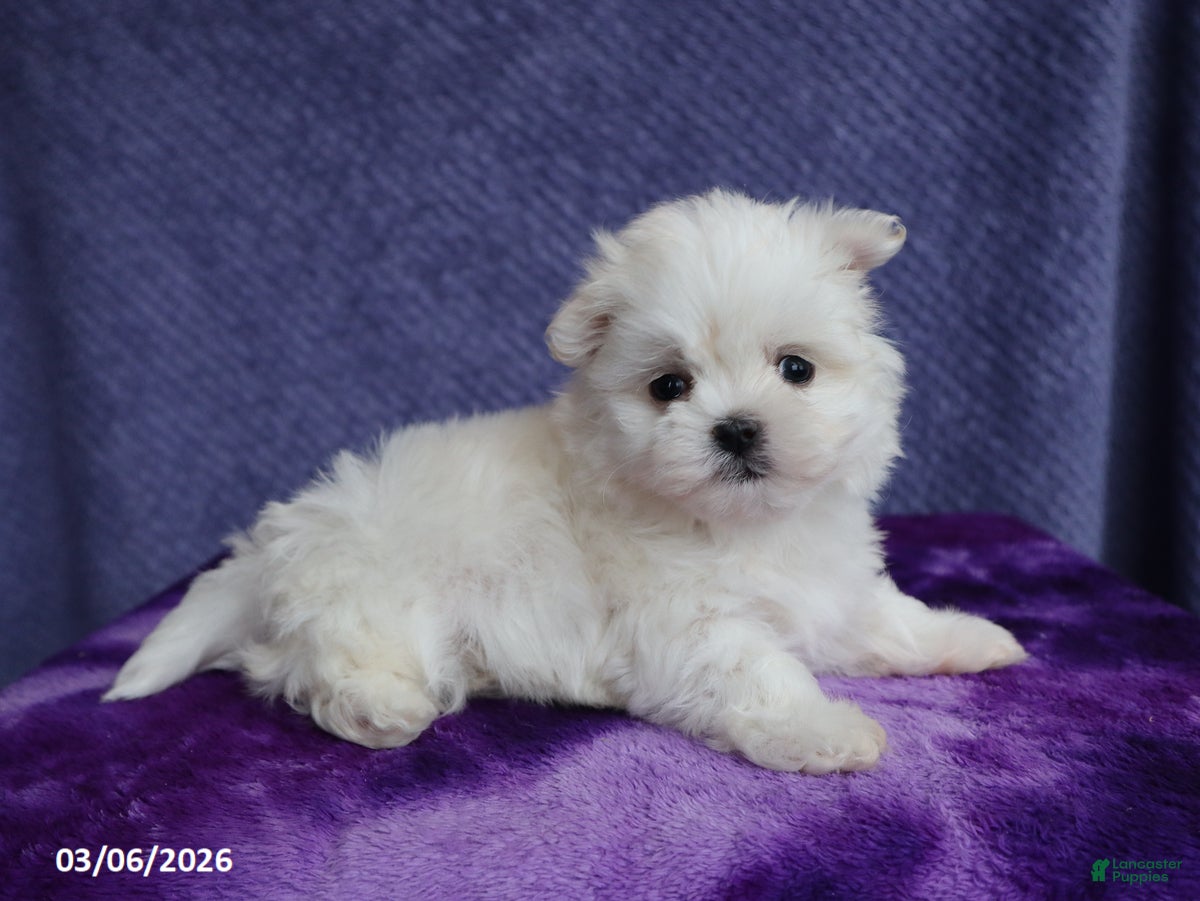 Maltese dogs Max - Ad 1