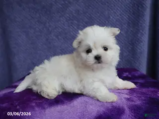 Maltese dogs for sale: Max - Ad 3