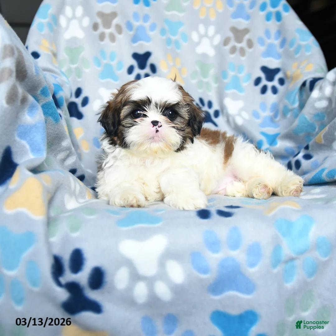 Shih Tzu dogs for sale: Waddles - Ad 5