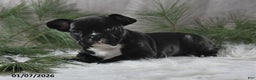 French Bulldog dogs for sale: Cindy - Ad 4