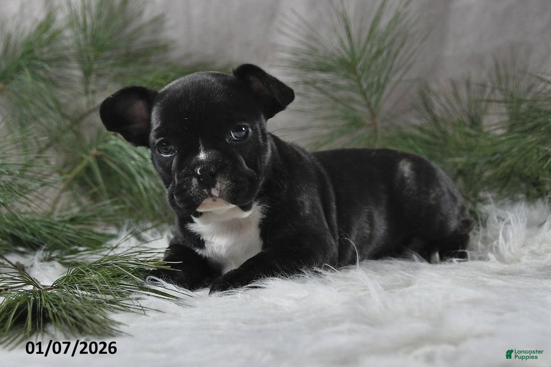 French Bulldog dogs for sale: Cindy - Ad 4