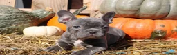 Mixed Breed dogs for sale: Ollie - Ad 7
