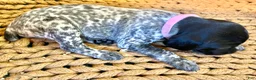 German Shorthaired Pointer dogs for sale: German Shorthaired Pointer Puppy 4 - Ad 3