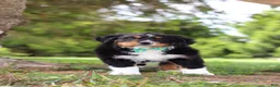 Bernese Mountain Dog dogs for sale: Loki - Ad 7