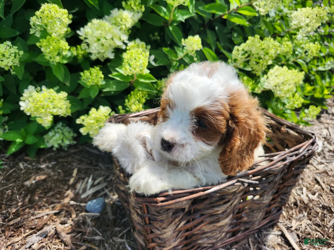 Cavapoo dogs for sale: Spotty - Ad 1