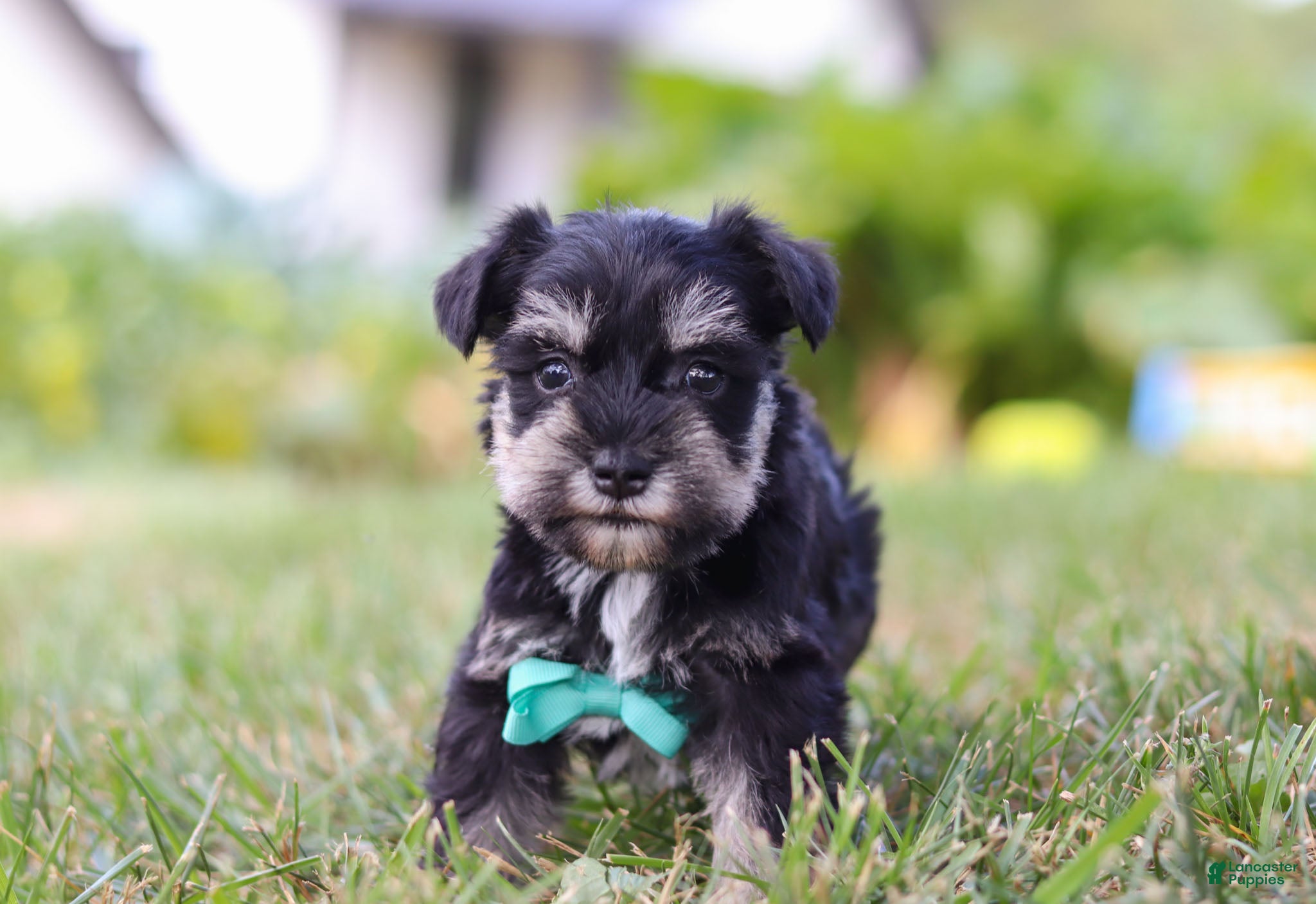 Dog Merle Schnauzer Price AKC Miniature Schnauzer Puppies For Sale - Main Image