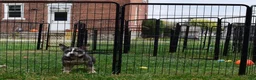 American Bully dogs for sale: American Bully 1 - Ad 6