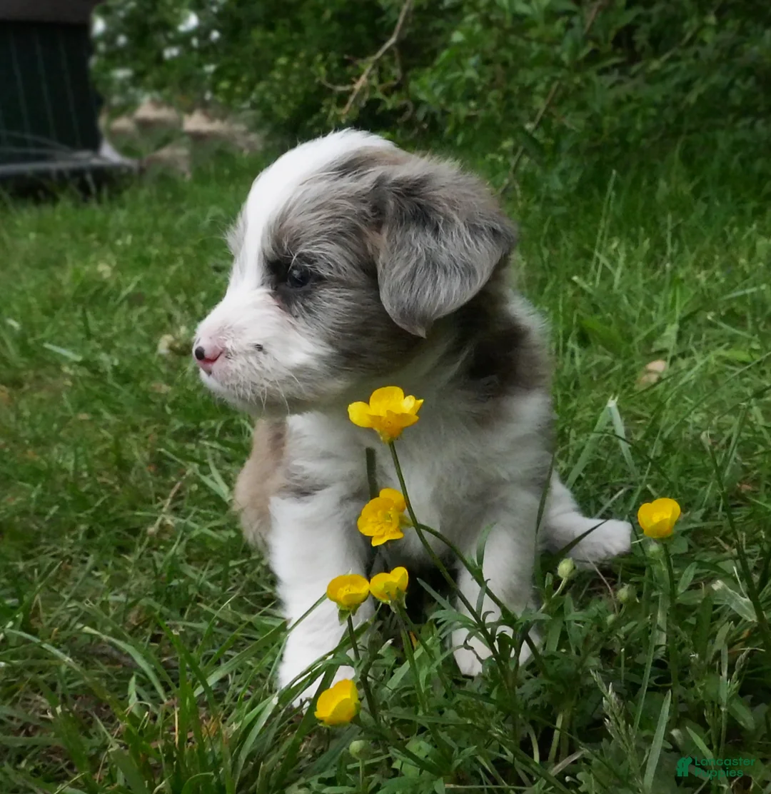 Corgipoo dogs for sale: Mocha - Ad 1