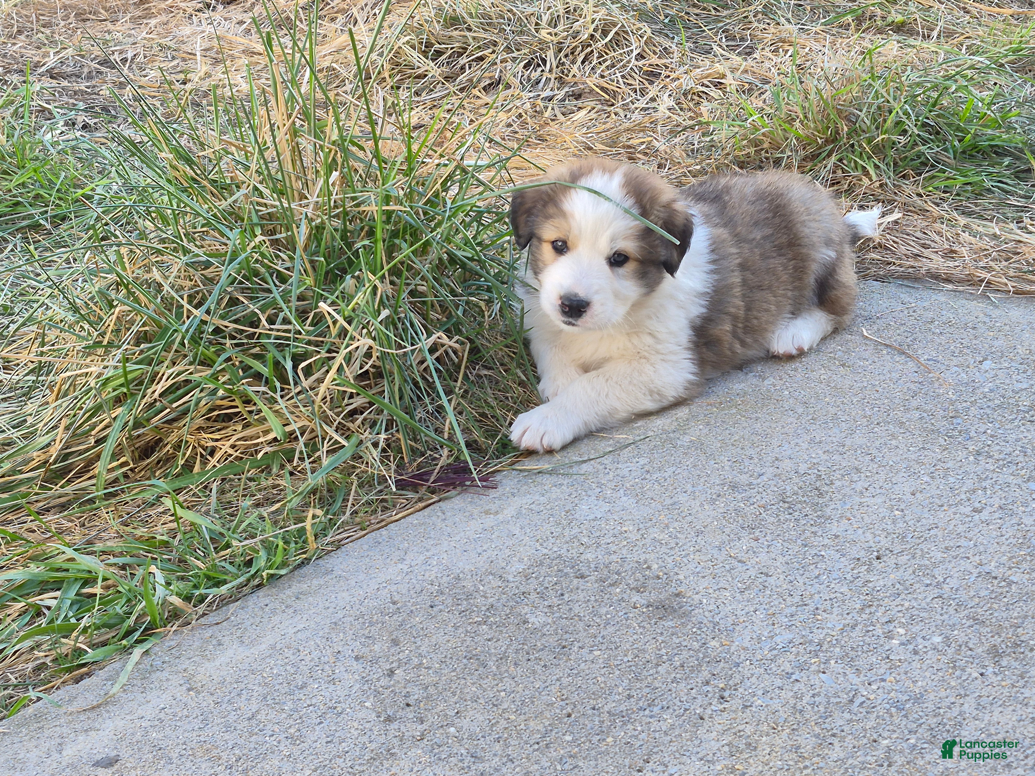 Mixed Breed dogs Merle - Ad 9