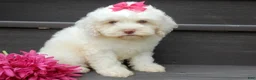 Cockapoo dogs for sale: Angel - Ad 1