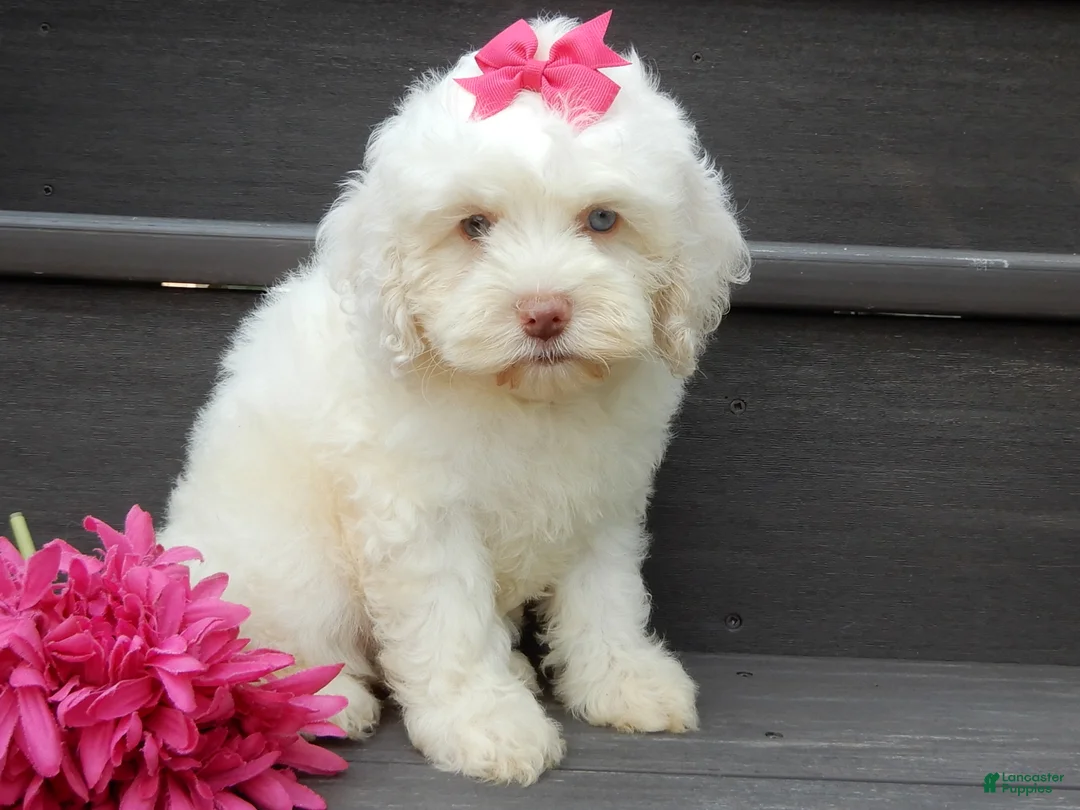 Cockapoo dogs for sale: Angel - Ad 1