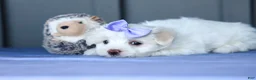 Maltese dogs for sale: PENNY - Ad 16