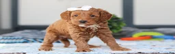 Mini Goldendoodle dogs for sale: Norma - Ad 4