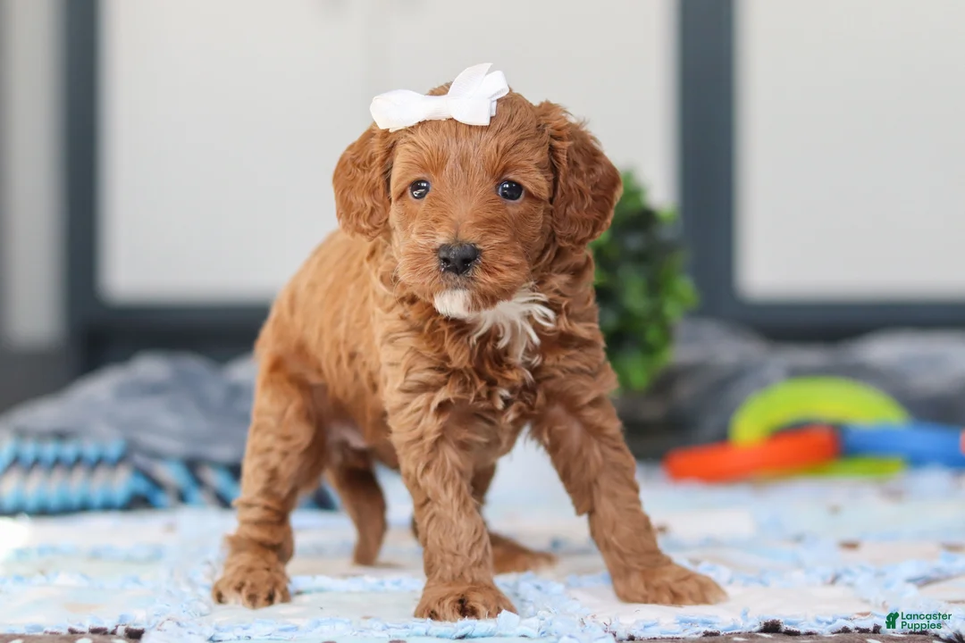 Mini Goldendoodle dogs for sale: Norma - Ad 4