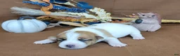 Jack Russell Terrier dogs for sale: TONKA purebred JRT - Ad 2