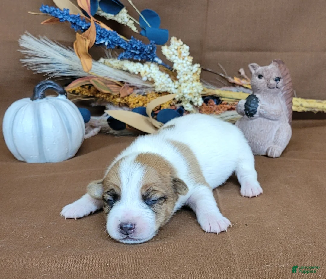 Jack Russell Terrier dogs for sale: TONKA purebred JRT - Ad 2