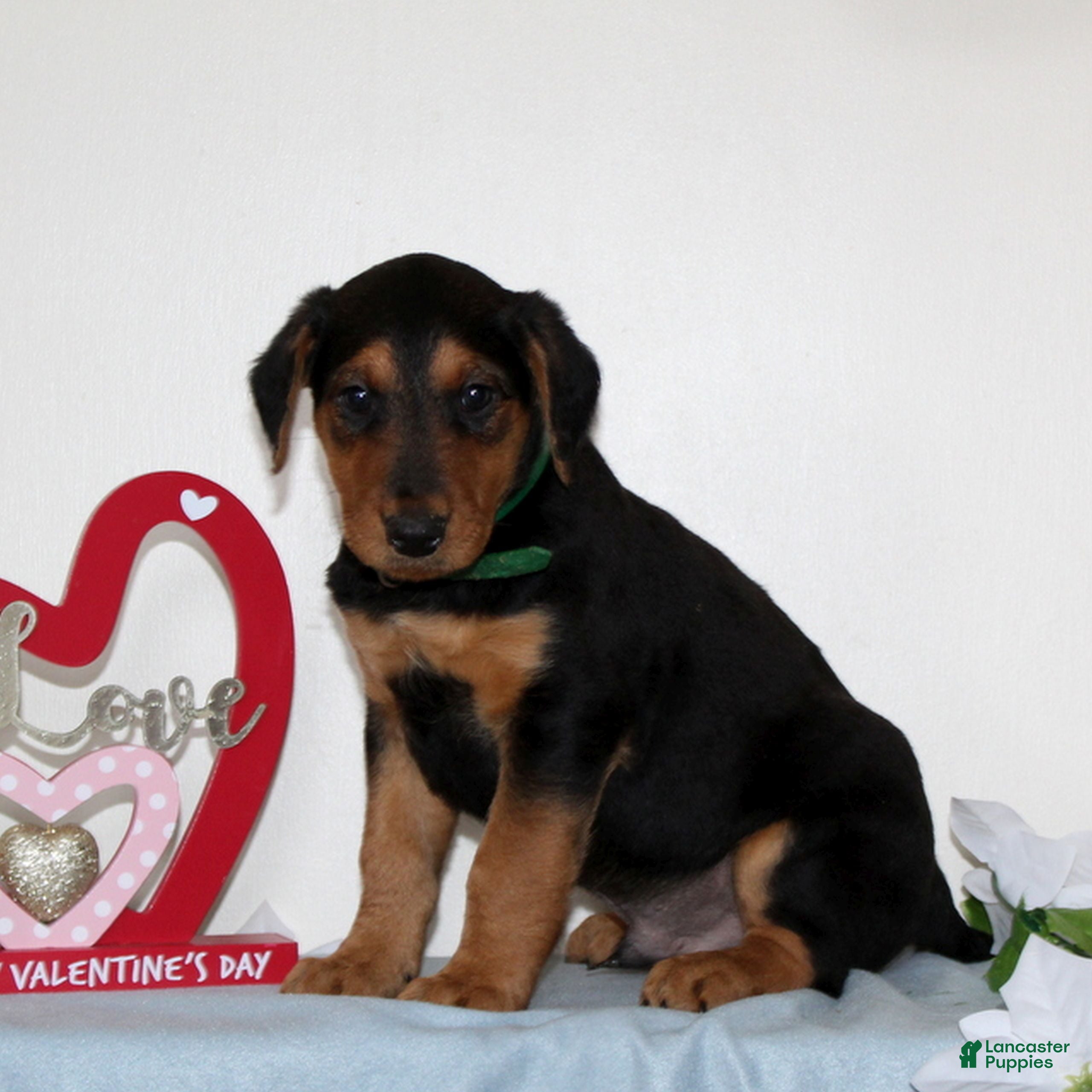 Airedale Terrier dogs Scamper  - Ad 2