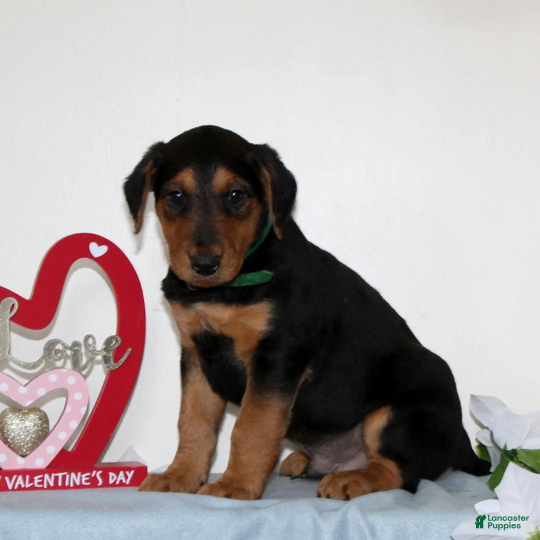 Airedale Terrier dogs for sale: Scamper  - Ad 2