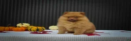 Pomeranian dogs for sale: 🐾 Meet Rosa — A Bouncy Little Ball of Fluff! 🐾 - Ad 6