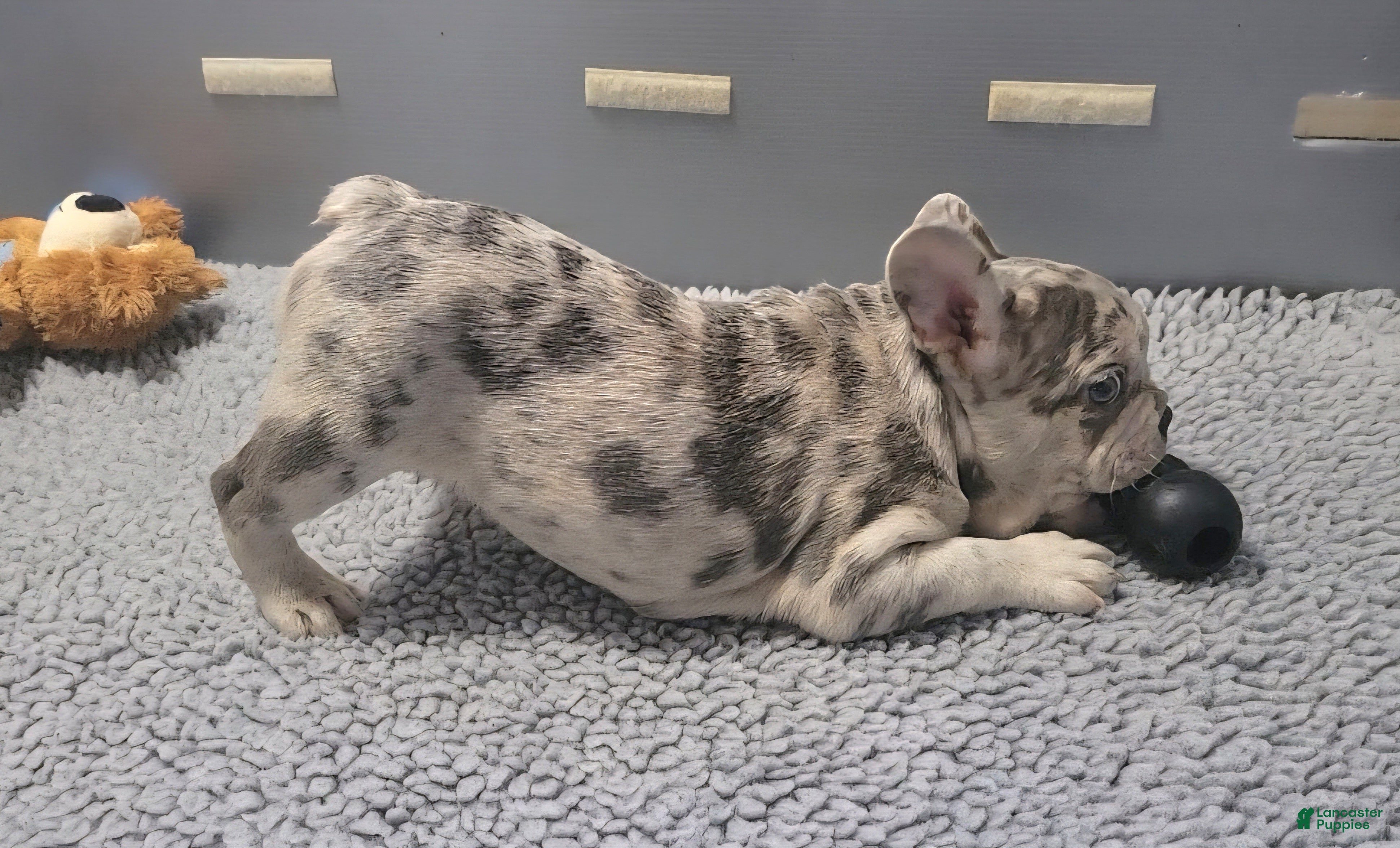 French Bulldog dogs Maverick - Ad 2