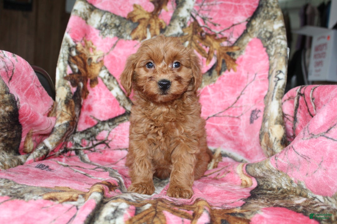 Mini Goldendoodle dogs for sale: Gret - Ad 4