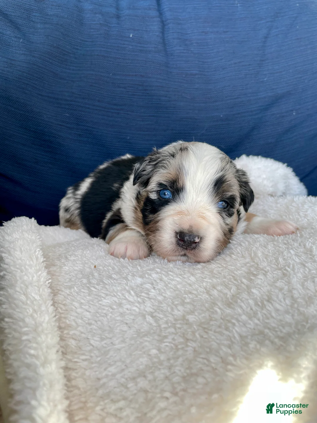 Australian Shepherd dogs for sale: Manny - Ad 1