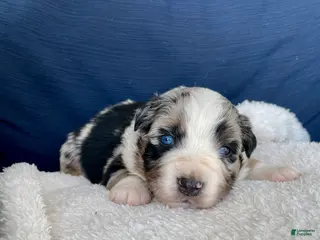 Australian Shepherd dogs Manny - Ad 20