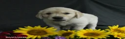 Golden Retriever dogs for sale: Bailey - Ad 3