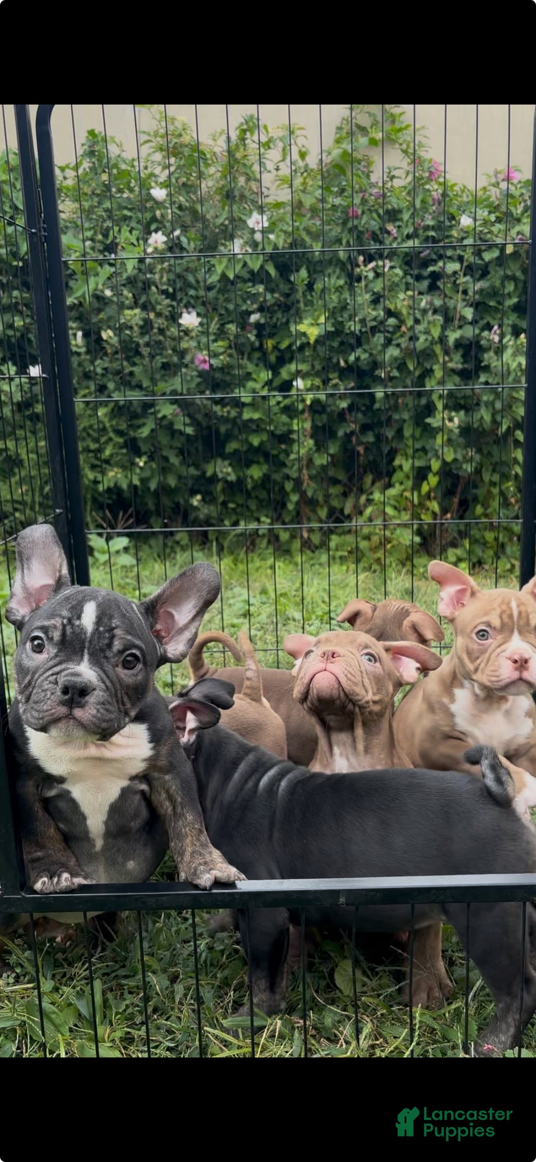 American Bully dogs for sale: American Bully Puppy 2 - Ad 5