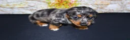Miniature Dachshund dogs for sale: Avery - Ad 5