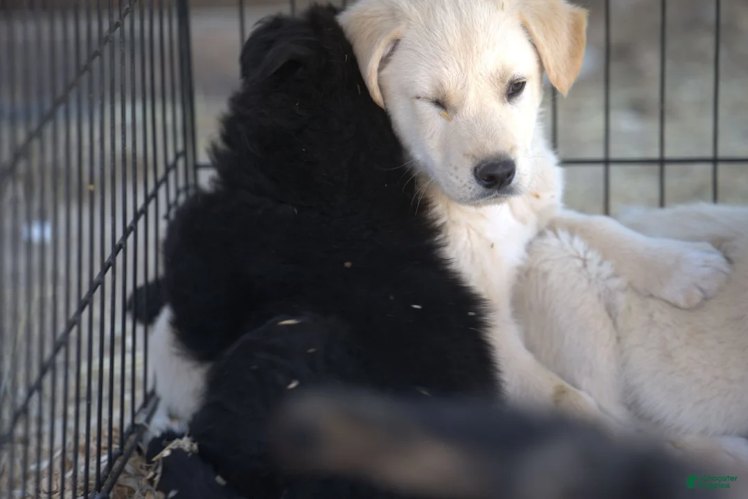 Mixed Breed dogs for sale: Toes M Lorek - Ad 4