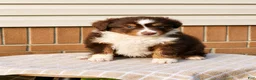 Miniature Australian Shepherd dogs for sale: Haddie - Ad 4