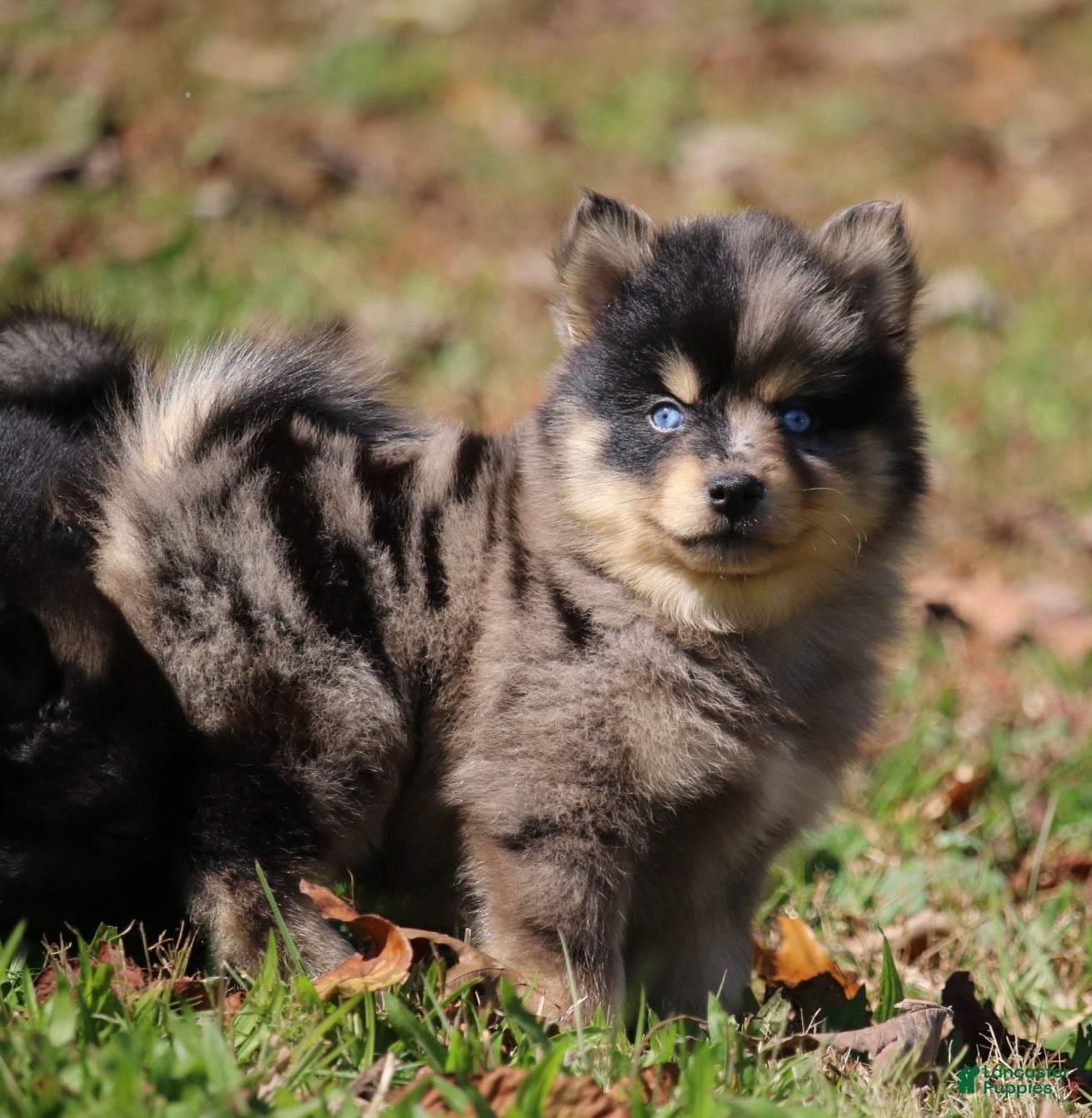 Pomsky dogs for sale: Sparky  - Ad 1