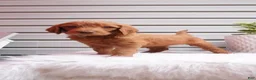 Goldendoodle dogs for sale: Pickles  - Ad 5