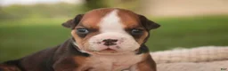English Bulldog dogs for sale: Rita English Bulldog  - Ad 5