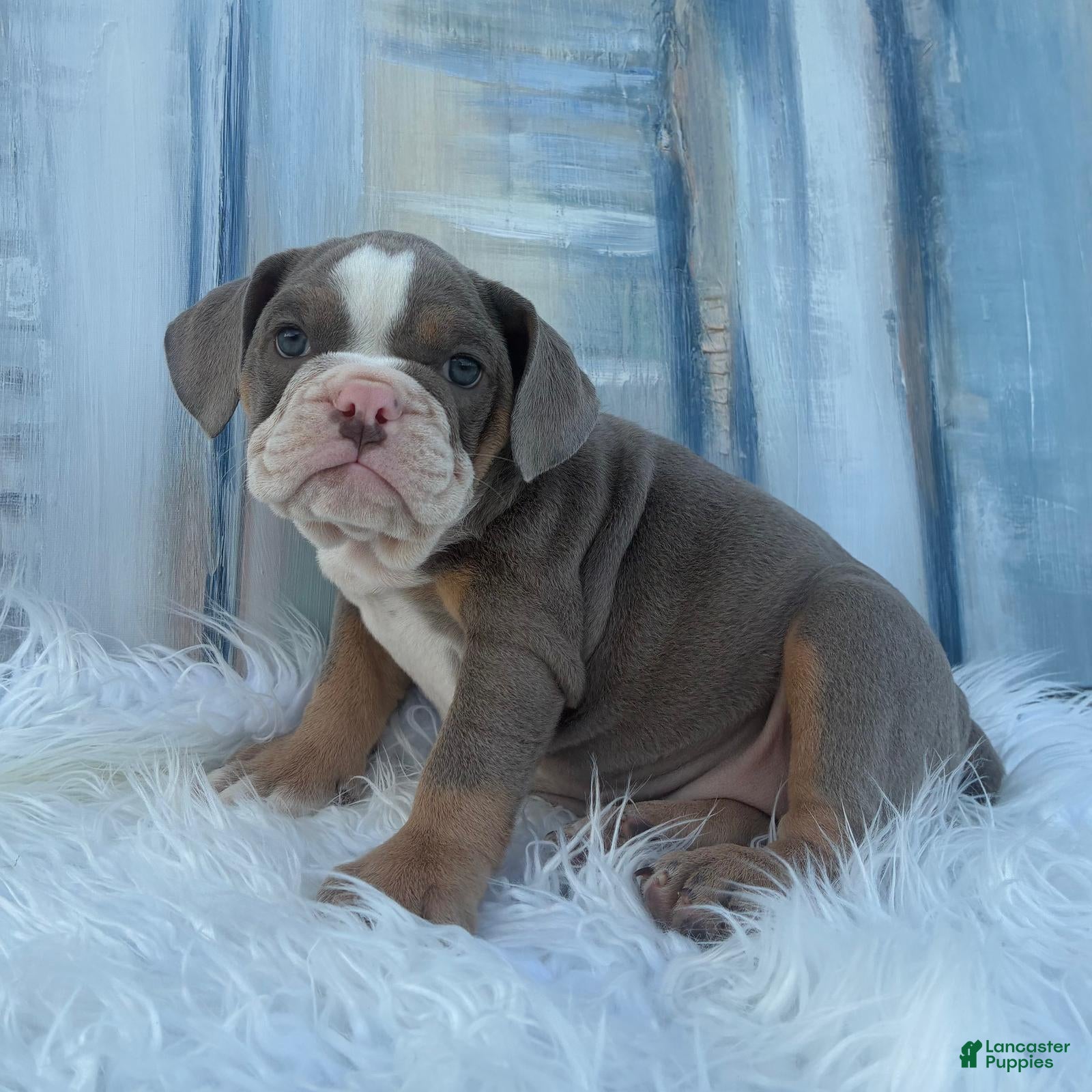 English Bulldog dogs London - Ad 2