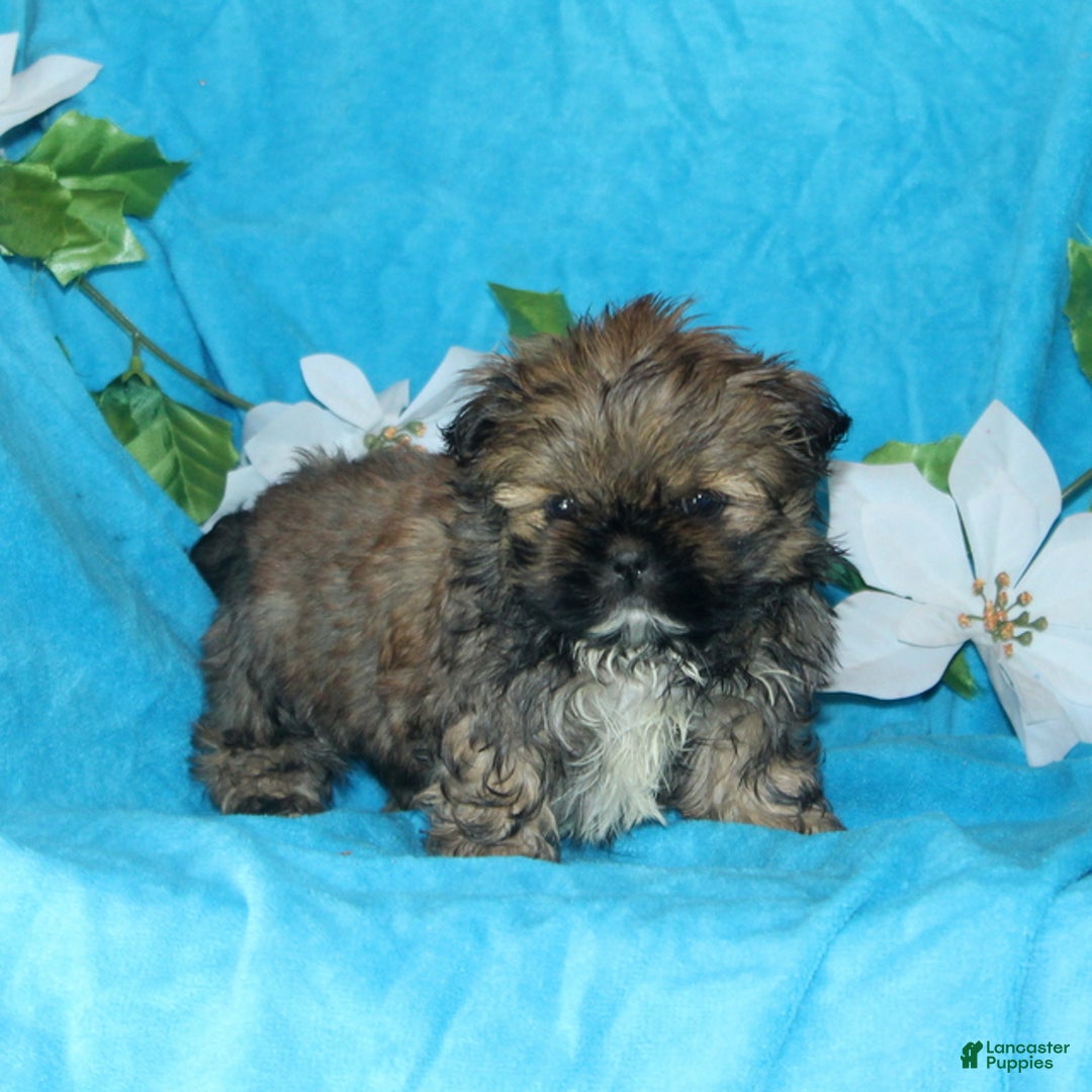 Shih Tzu dogs for sale: Sparky - Ad 2